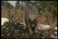 041085 Bob Cat A4 Photo Print