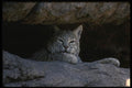 041086 Bob Cat A4 Photo Print