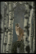 041087 Cougar A4 Photo Print