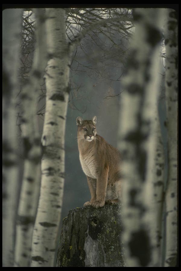 041087 Cougar A4 Photo Print