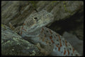 041088 Leopard Lizard A4 Photo Print