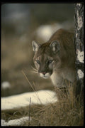 041089 Cougar A4 Photo Print