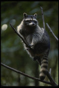 041090 Raccoon A4 Photo Print