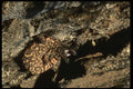 041092 Gila Monster A4 Photo Print