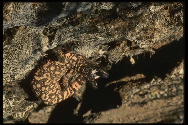 041092 Gila Monster A4 Photo Print