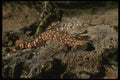 041093 Gila Monster A4 Photo Print