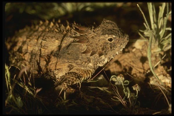 041094 Horned Lizard A4 Photo Print