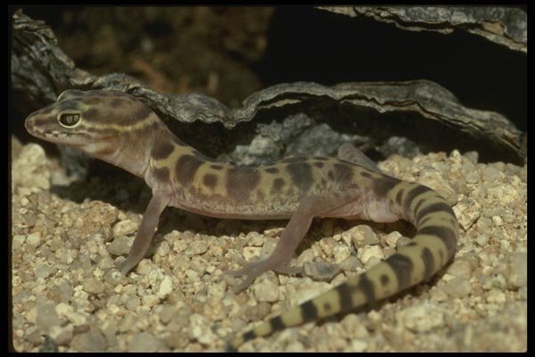041095 Band Gecko A4 Photo Print