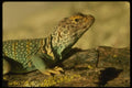 041096 Collared Lizard A4 Photo Print