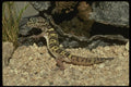 041097 Banded Lizard A4 Photo Print