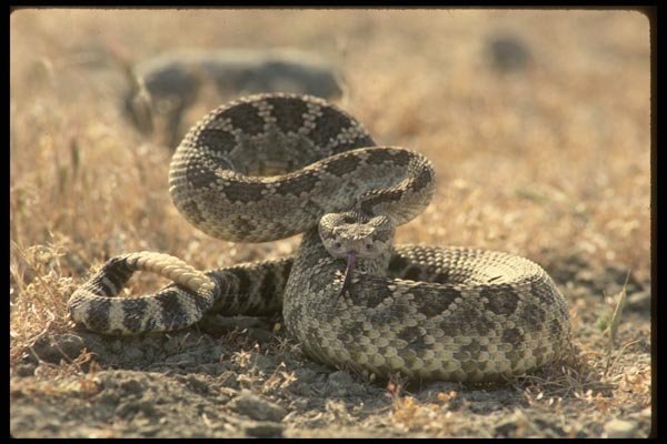 041098 Pacific Rattlesnake A4 Photo Print