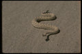 041099 Sidewinder Rattlesnake A4 Photo Print