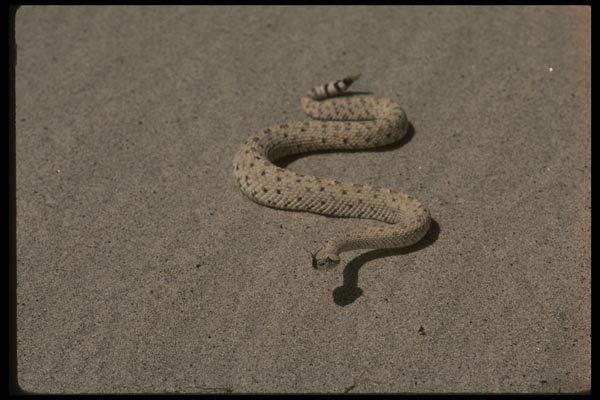 041099 Sidewinder Rattlesnake A4 Photo Print