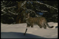 042000 Cougar Cub A4 Photo Print