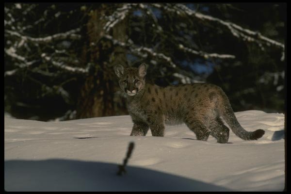 042000 Cougar Cub A4 Photo Print