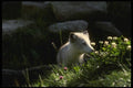 042001 Arctic Fox A4 Photo Print
