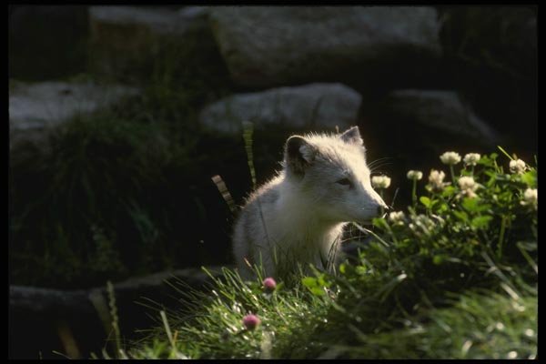 042001 Arctic Fox A4 Photo Print