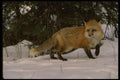 042002 Red Fox A4 Photo Print
