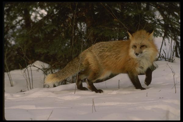 042002 Red Fox A4 Photo Print