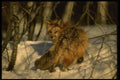 042003 Red Fox A4 Photo Print
