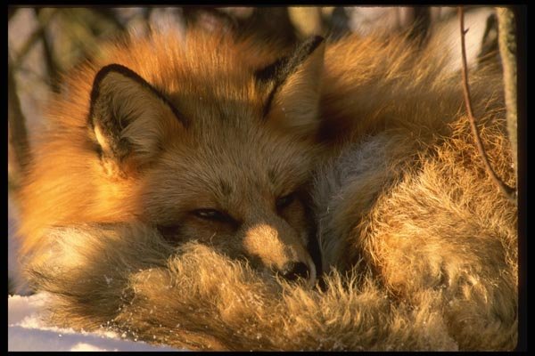 042004 Red Fox A4 Photo Print