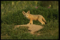 042005 San Joaquin Kit Fox A4 Photo Print