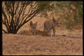 042006 San Joaquin Kit Foxes A4 Photo Print