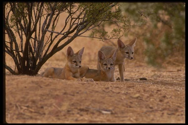 042006 San Joaquin Kit Foxes A4 Photo Print