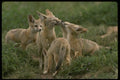 042007 Desert Kit Foxes A4 Photo Print