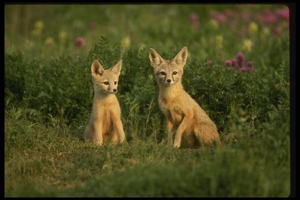 042008 San Joaquin Kit Foxes A4 Photo Print