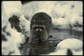 042009 Raccoon A4 Photo Print
