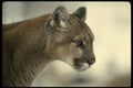 042010 Cougar A4 Photo Print