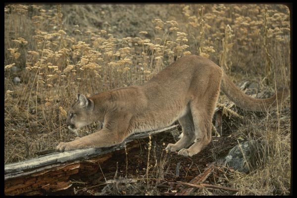 042011 Cougar Cub A4 Photo Print