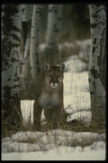 042012 Cougar In Aspens A4 Photo Print