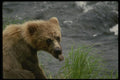 042013 Grizzly Cub A4 Photo Print