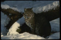 042014 Bob Cat A4 Photo Print