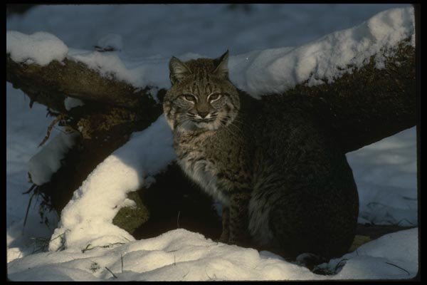 042014 Bob Cat A4 Photo Print