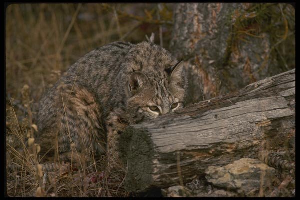 042015 Bob Cat A4 Photo Print