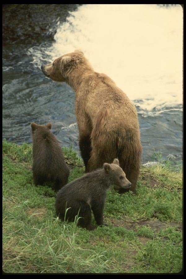 042016 Grizzly And Cubs A4 Photo Print