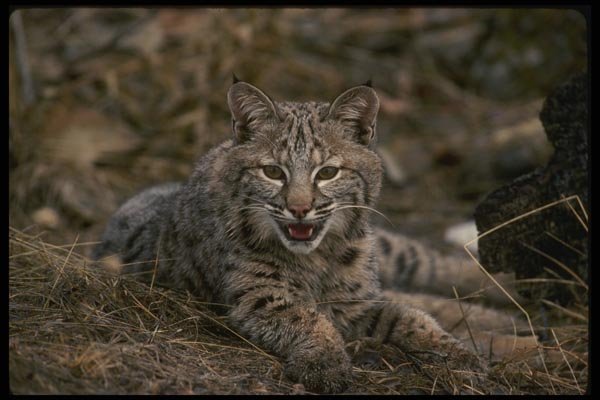 042017 Bob Cat A4 Photo Print