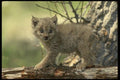 042018 Lynx Cub A4 Photo Print