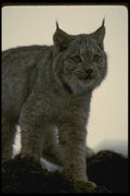 042019 Lynx Cub A4 Photo Print