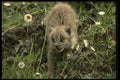 042020 Lynx Cub A4 Photo Print