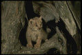 042021 Lynx Cub A4 Photo Print