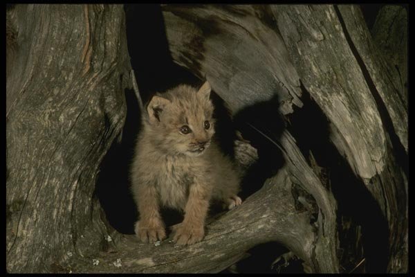 042021 Lynx Cub A4 Photo Print