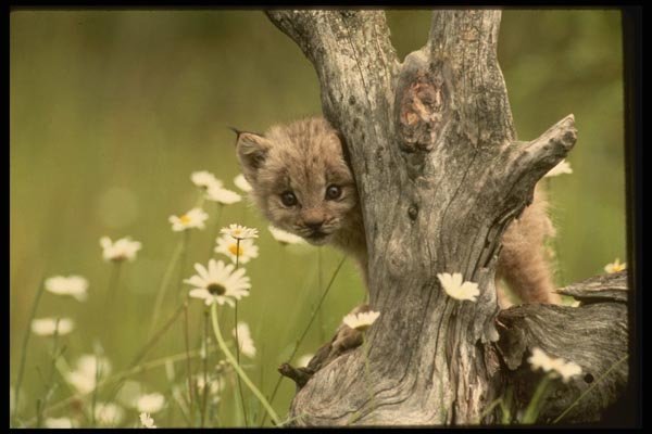 042022 Lynx Cub A4 Photo Print