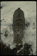 042023 Lynx A4 Photo Print