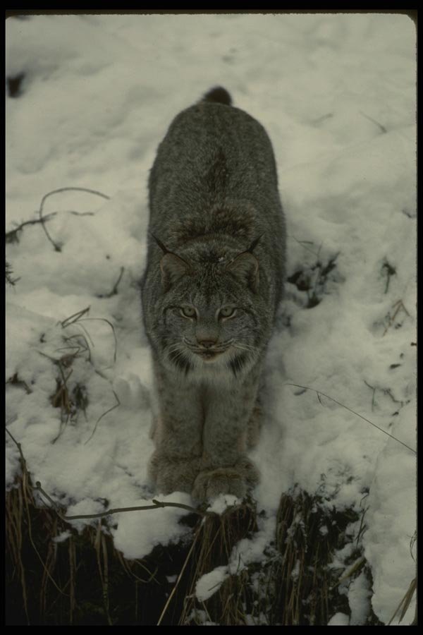 042023 Lynx A4 Photo Print