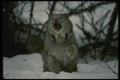 042024 Lynx A4 Photo Print