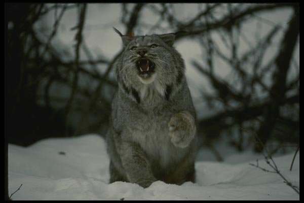 042024 Lynx A4 Photo Print